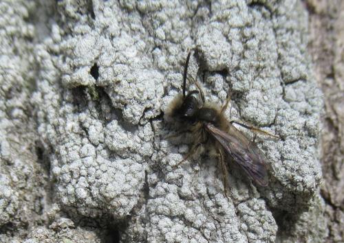 Andrena sp.